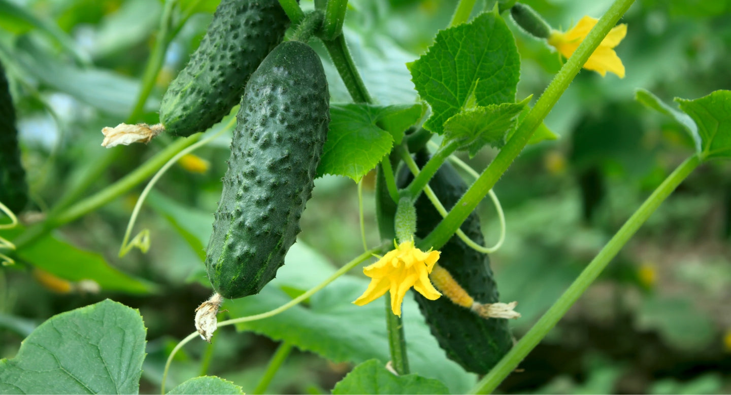 BIO PLANTELLA Organic fertilizer for cucumber tomatoes and vegetable peppers 1kg Fertilizer type organic, natural