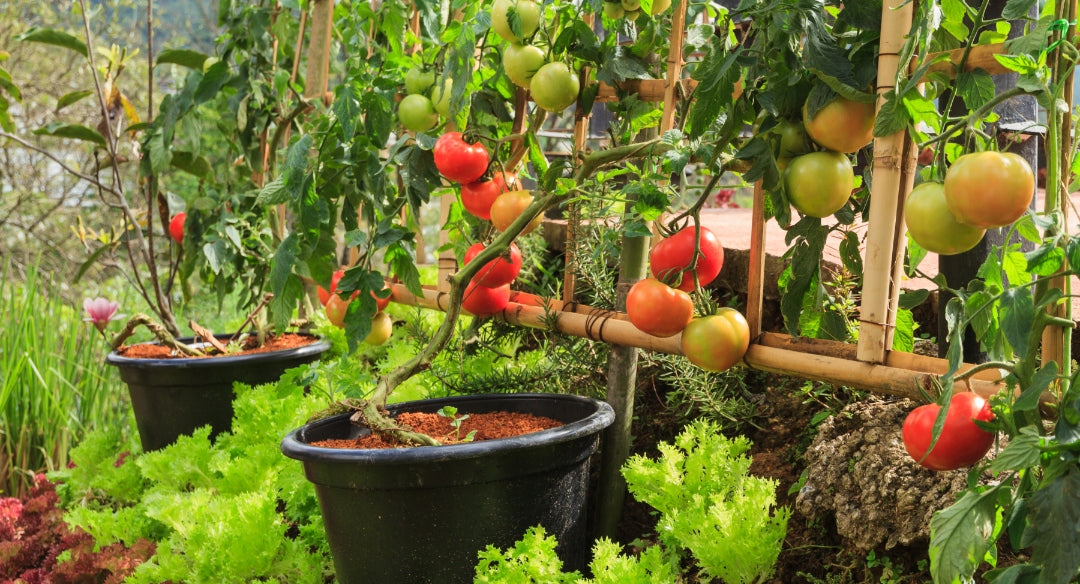 BIO PLANTELLA Organic fertilizer for cucumber tomatoes and vegetable peppers 1kg Weight 1.11 kg