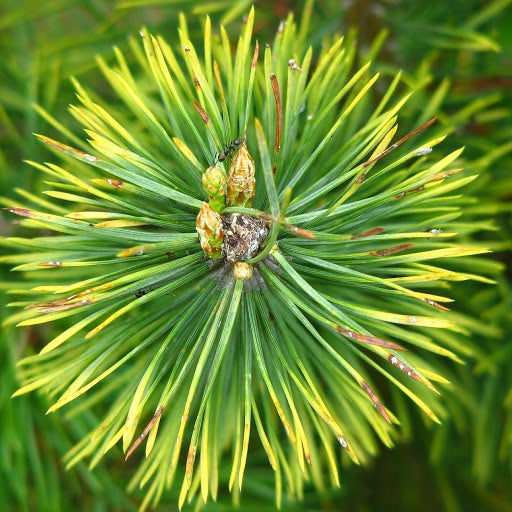 BIOPON FERTILIZER FOR CONIFERS AGAINST NEEDLE BROWNING GRANULES 1KG DEFICIENCIES Manufacturer Bros