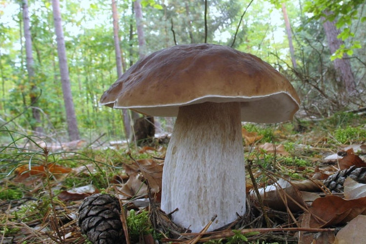 BIRCH Mushroom Forest Mushrooms PORCINI Manufacturer Mycelium