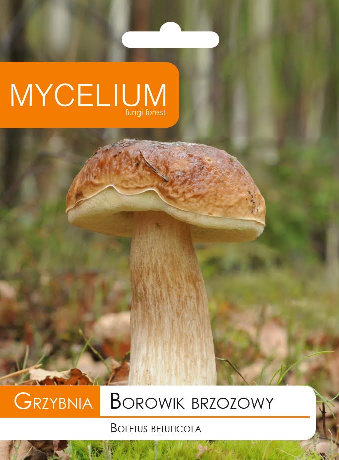 BIRCH Mushroom Forest Mushrooms PORCINI