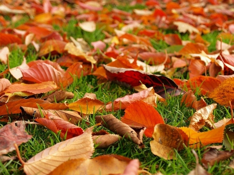 BOPON Autumn lawn fertilizer Biopon 1 kg Manufacturer code 1077