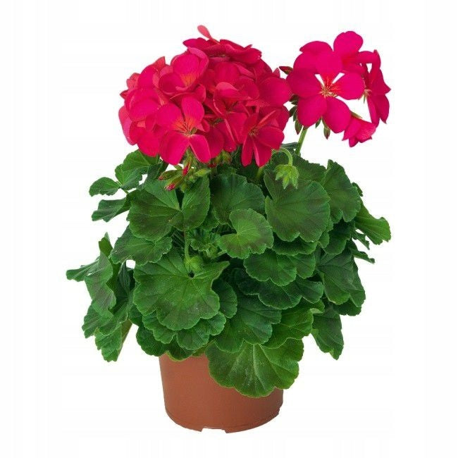 BOPON Liquid geranium fertilizer 1 l Biopon Manufacturer code 1015