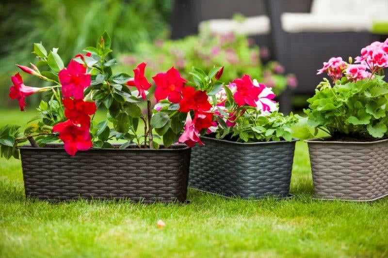 BOX balcony pot 60 x 17 cm plastic RATTAN BRONZE Verdenia Maximum length 60 cm