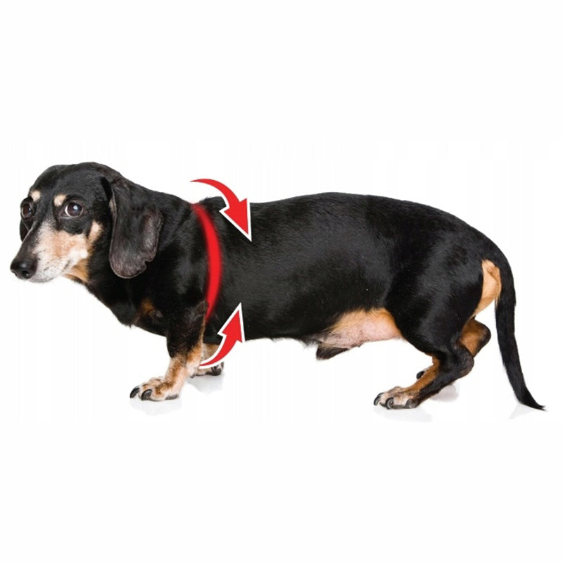 BRACES for dog PRESSURE-FREE SIZE L 67-88cm Size L