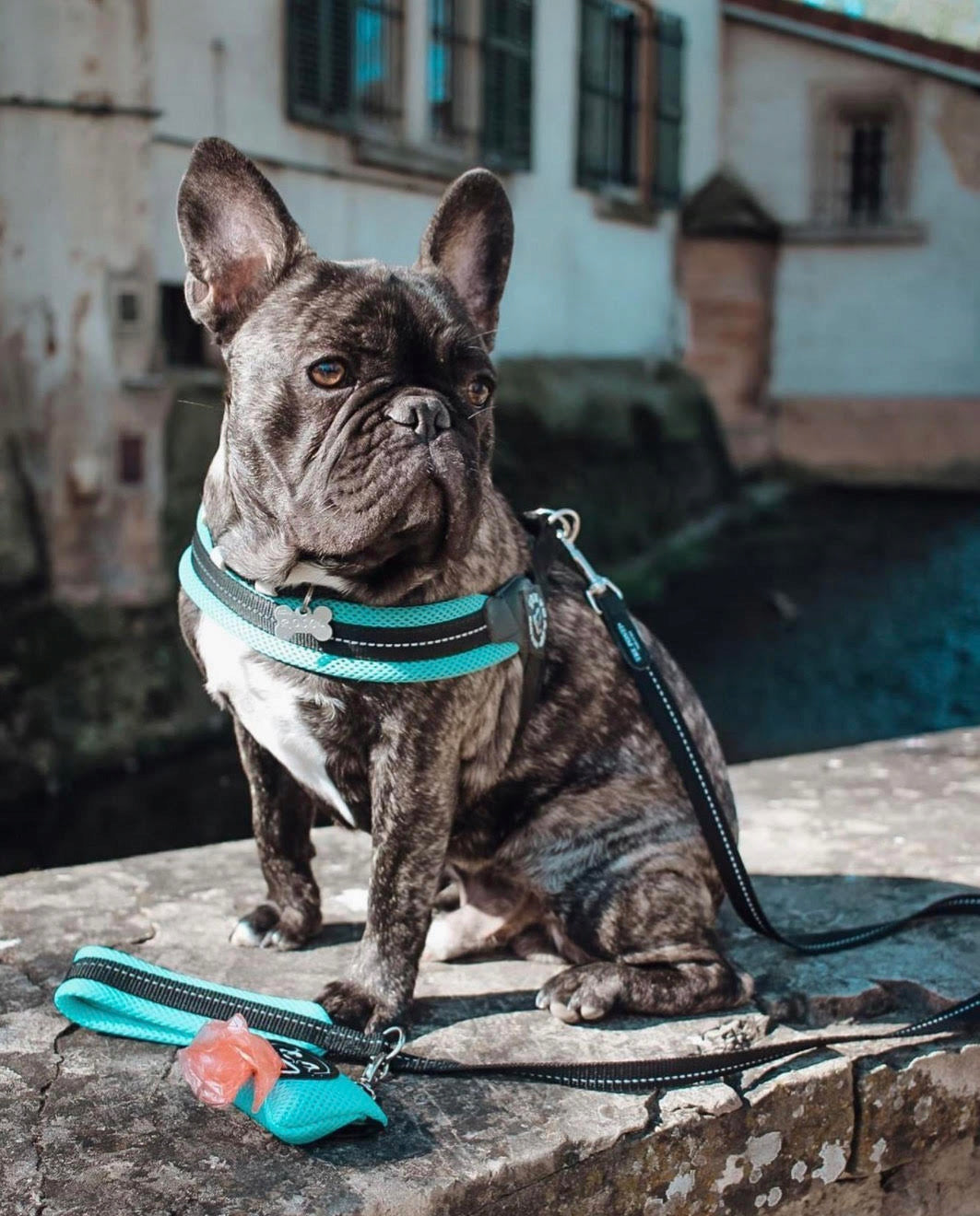BRACES for dogs French Bulldog L 54-69cm TRE PONTI mint PRESSURE-FREE Brand Tre Ponti