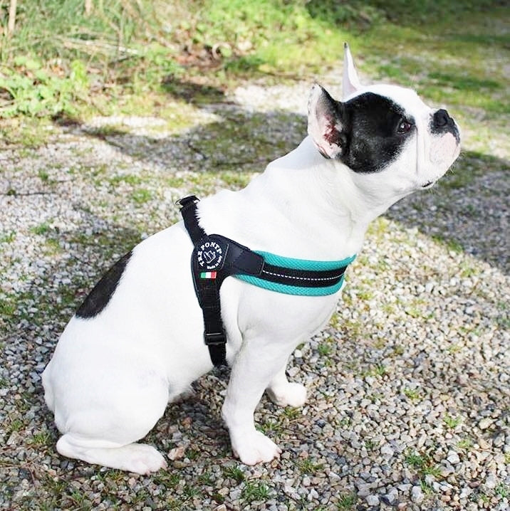 BRACES for dogs French Bulldog L 54-69cm TRE PONTI mint PRESSURE-FREE Color blue