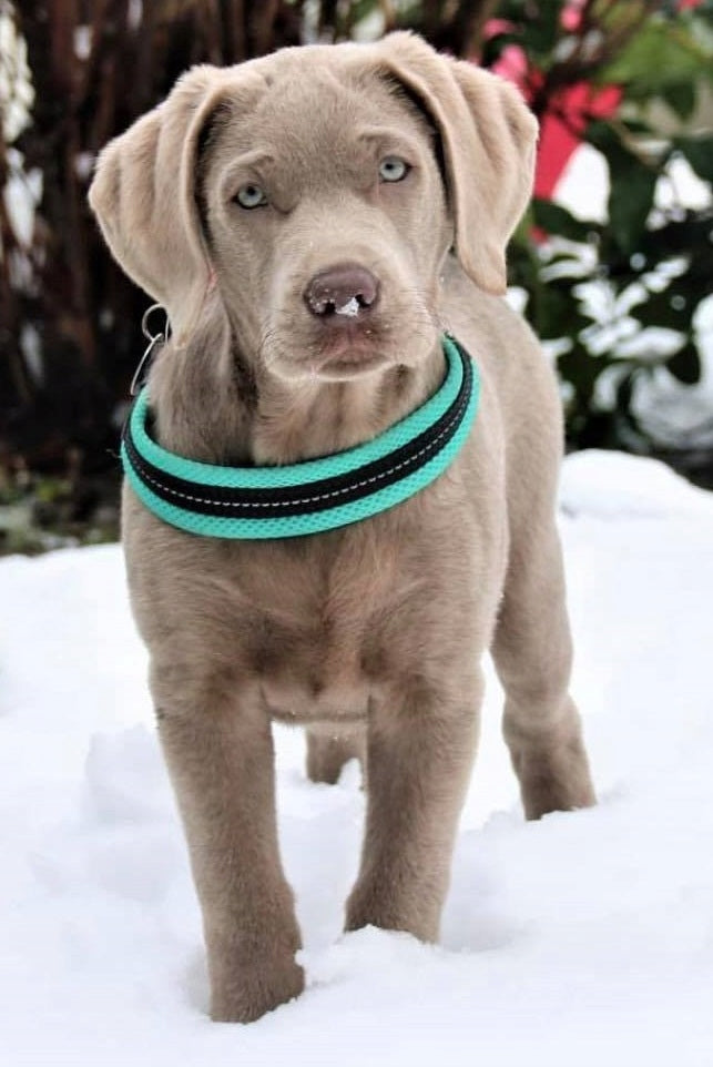 BRACES for dogs French Bulldog L 54-69cm TRE PONTI mint PRESSURE-FREE Trade name SZELKI TRE PONTI Mesh miętowe
