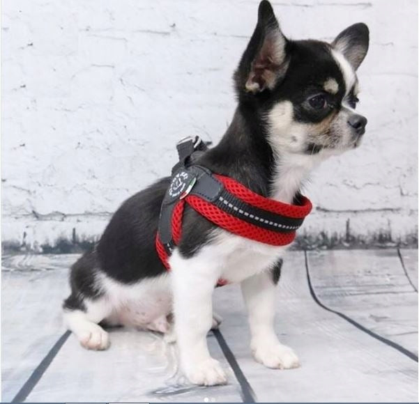 BRACES for mini dog 25-35cm Chihuahua York TRE PONTI red BREATHABLE Manufacturer code T120R