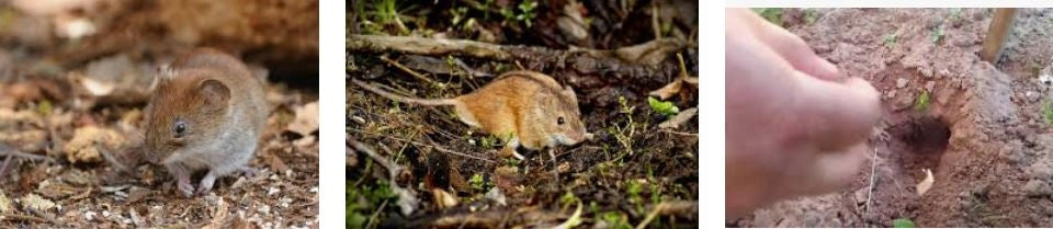 BROS FOR VOLES GRANULES 1kg POISON VOLE FIELD Manufacturer code Granulat na gryzonie Nornit Bros 1 kg