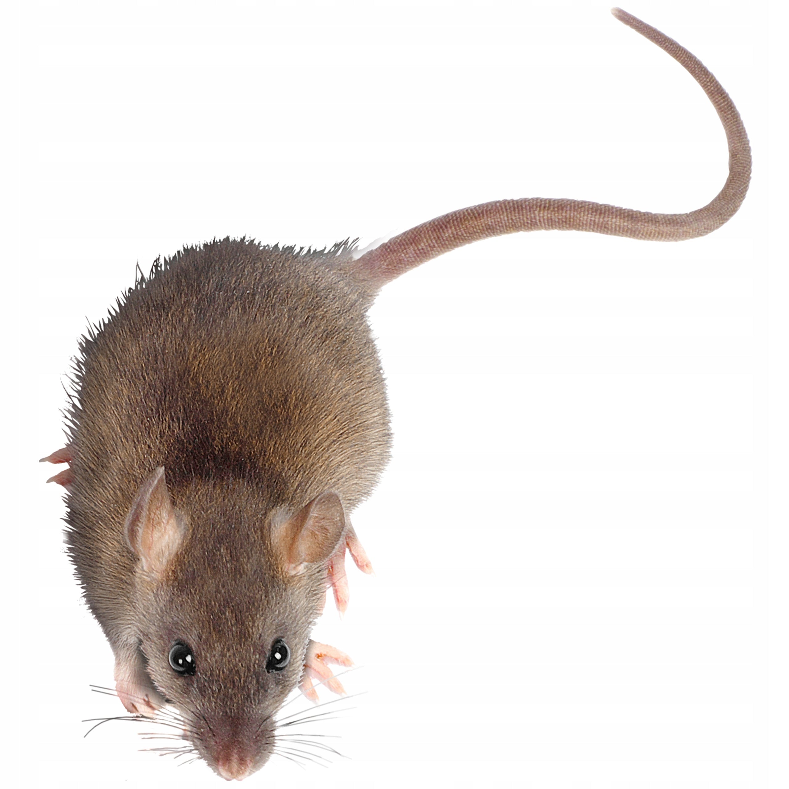 BROS Poison grain, for mice and rats, poison, preparation 100 g Packaging status original