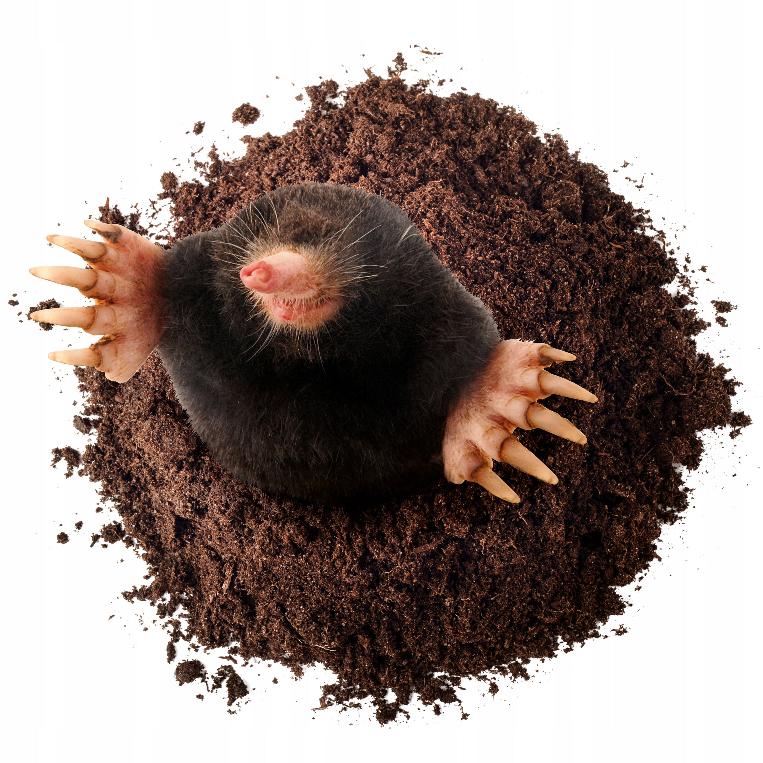 BROS Sonic for moles, rodents and snakes, repellent against moles Kind repellent
