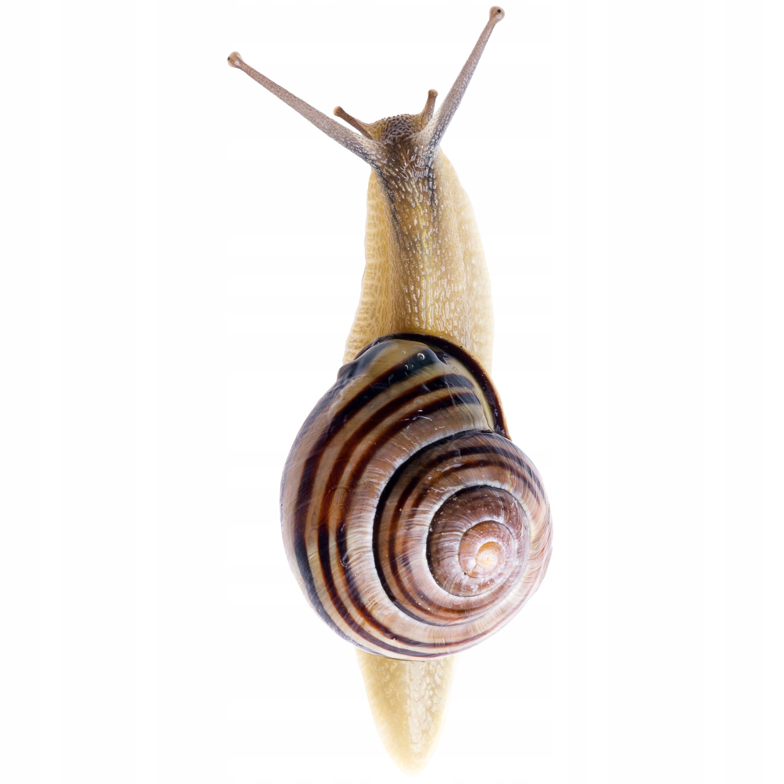 BROS Vitrol GB fights naked and corrupted snails 5 kg Manufacturer Bros