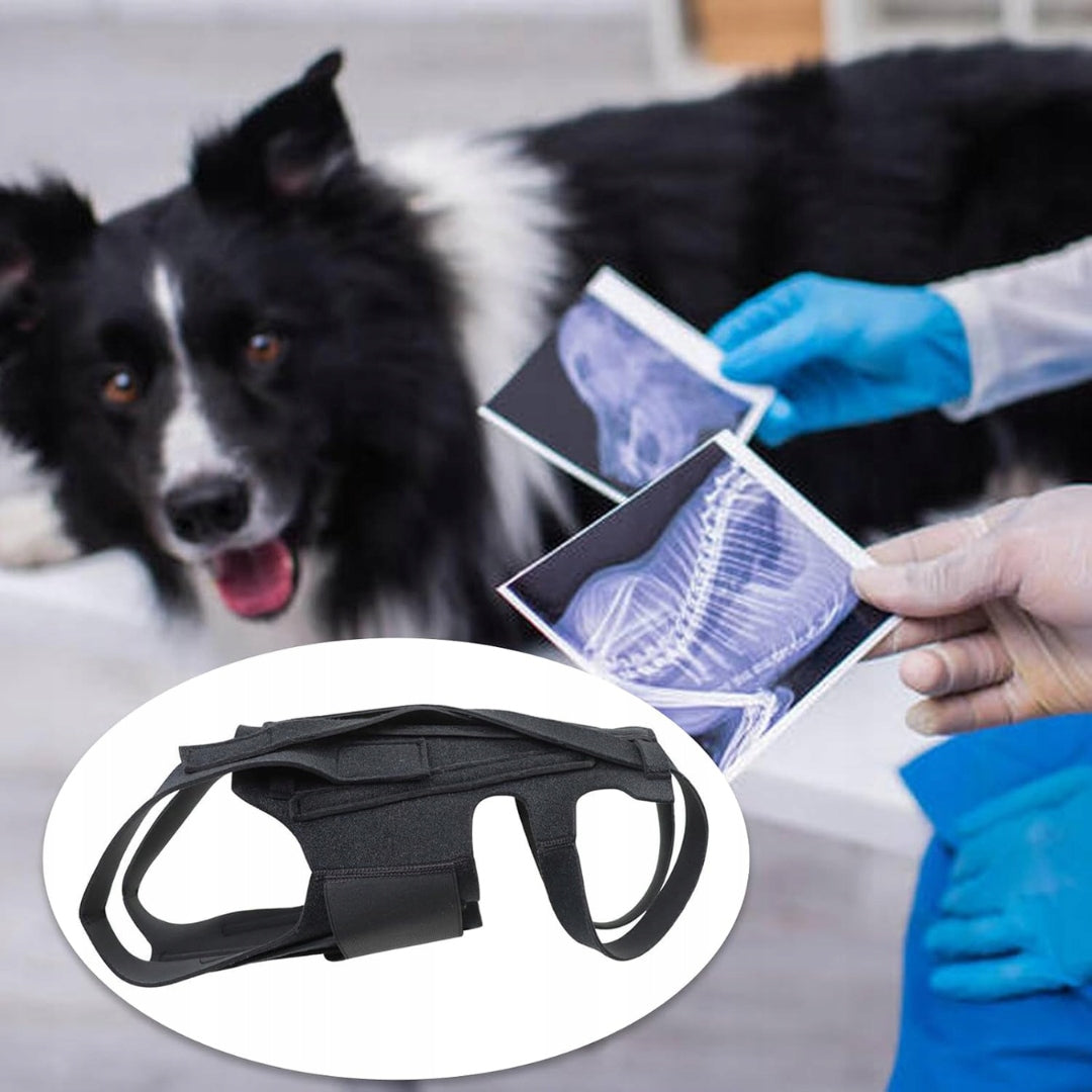 Back Support Belt for Dog Orthosis Rehabilitation Dogs Roz. M BLACK Brand no brand