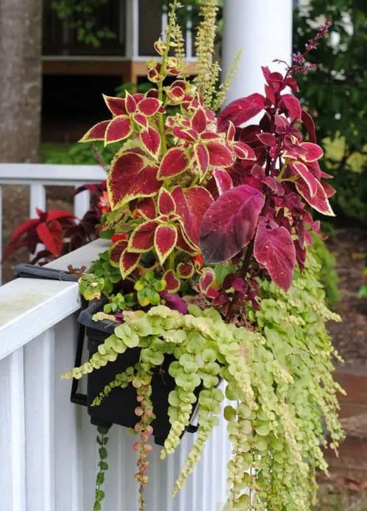 Balcony Box Hanger Pot Holder for Terrace Adjustable Metal Brand Gramix