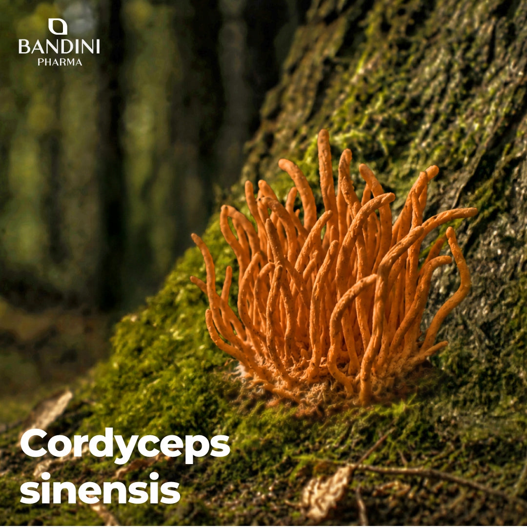 Bandini Cordyceps Sinensis 19500 mg | 270 High Strength Vegan Capsules Name other