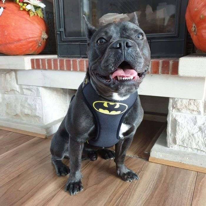 Bat Dog Harness without Compression S Packaging status original
