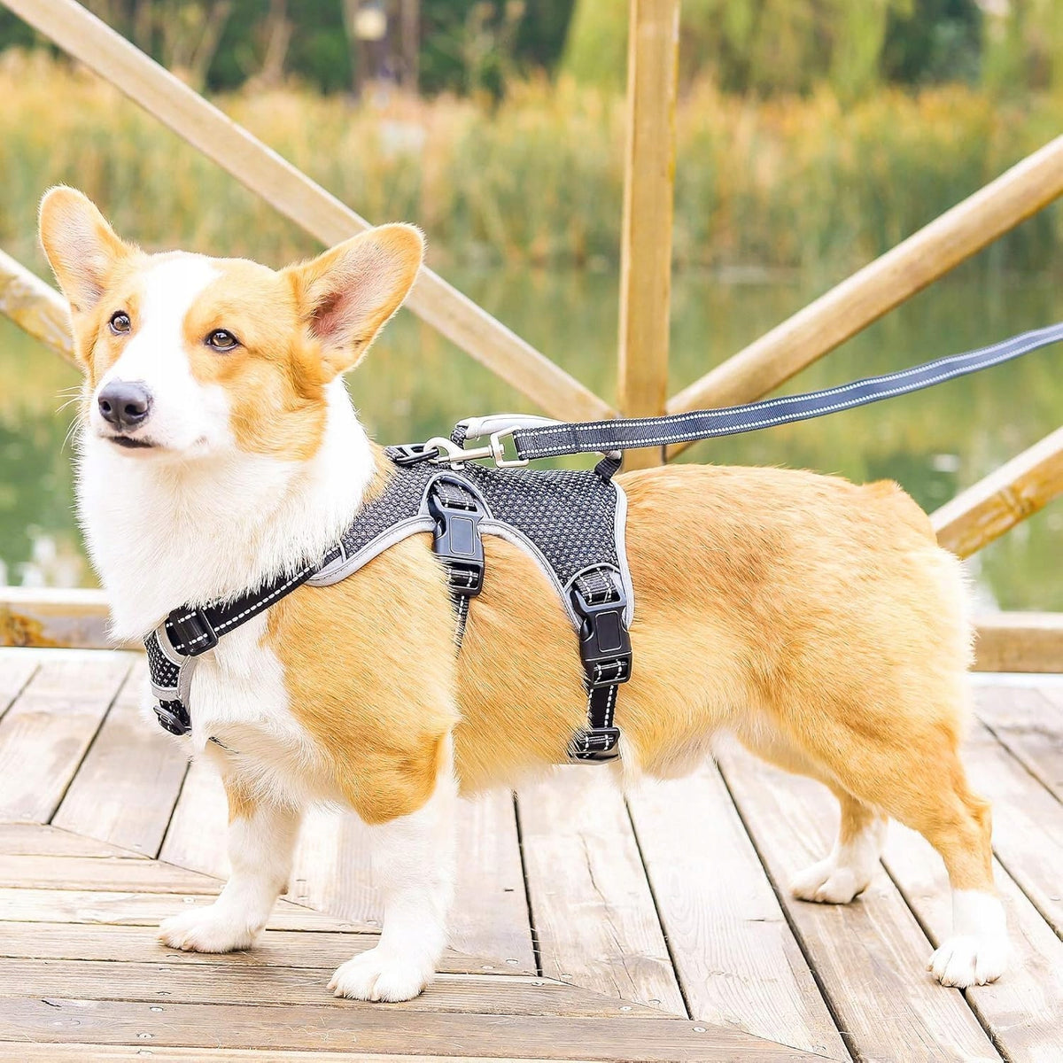 Belpro Pressure-Free Dog Harness, Size S, Black, Reflective Manufacturer code BD-B01