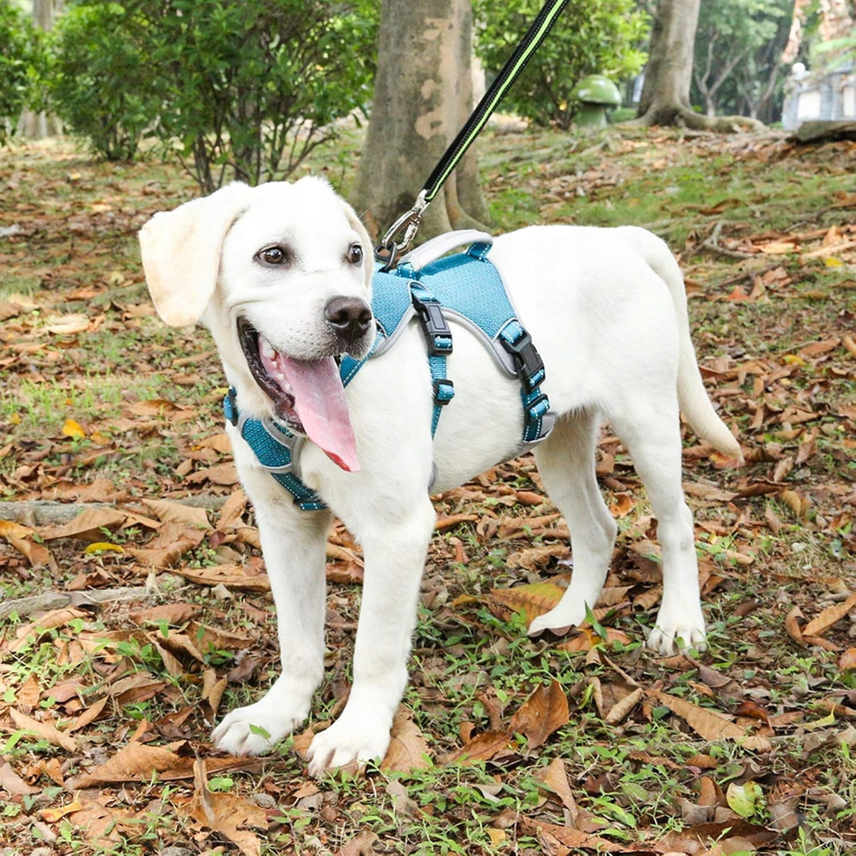 Belpro Pressure-Free Dog Harness, Size S, Blue, Reflective Manufacturer code BD-1