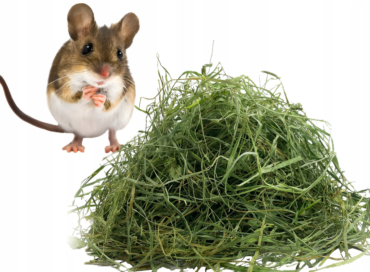 Best Hay Fresh Scented Green 2kg for Home Breeding Mouse