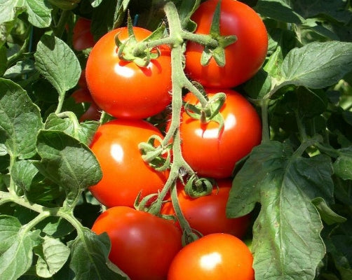 Biopon fertilizer for tomatoes and peppers Bopon 1kg EAN (GTIN) 5904517222922