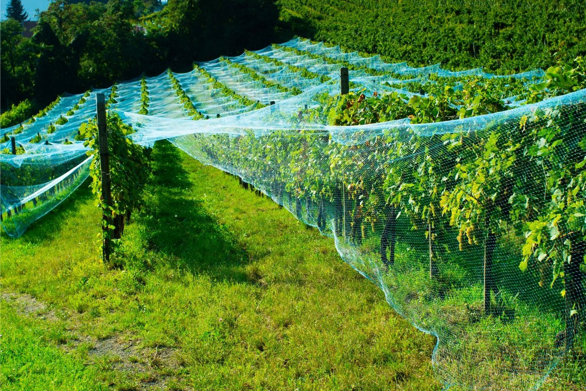 Bird Mesh Starlings 4x10m Against Birds 10g Strawberry Tree Protection Brand Rolmarket
