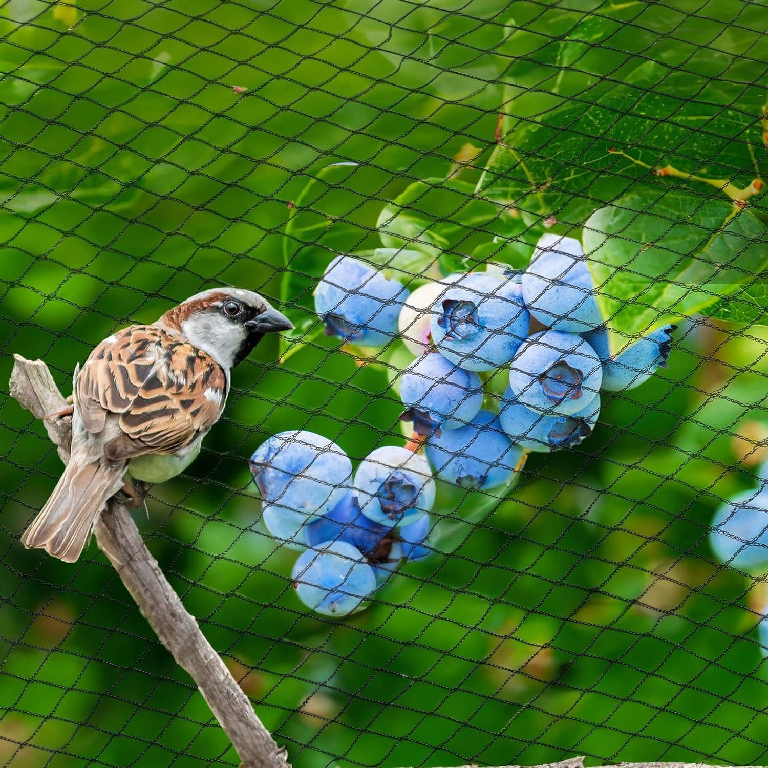 Bird Protective Mesh Pigeons Against Birds for Blueberry Trees for Garden EAN (GTIN) 5905369308925