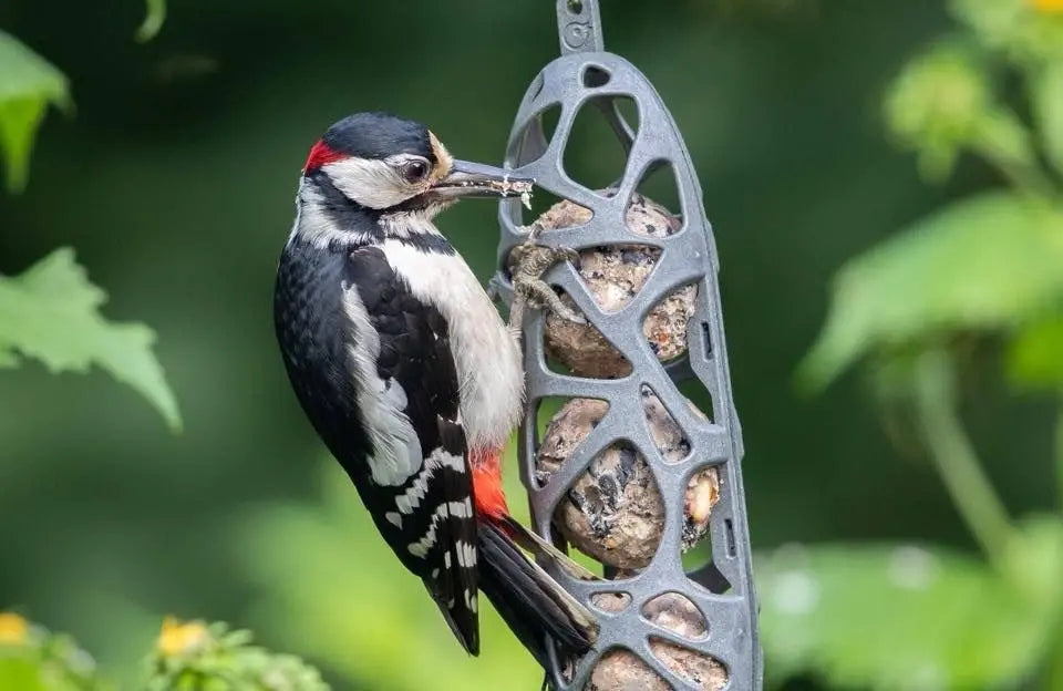Bird feeder SAM for fat balls Packaging status original
