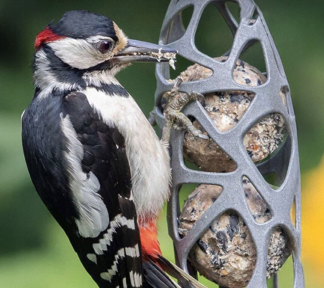Bird feeder SAM for fat balls Type nesting box (feeder)