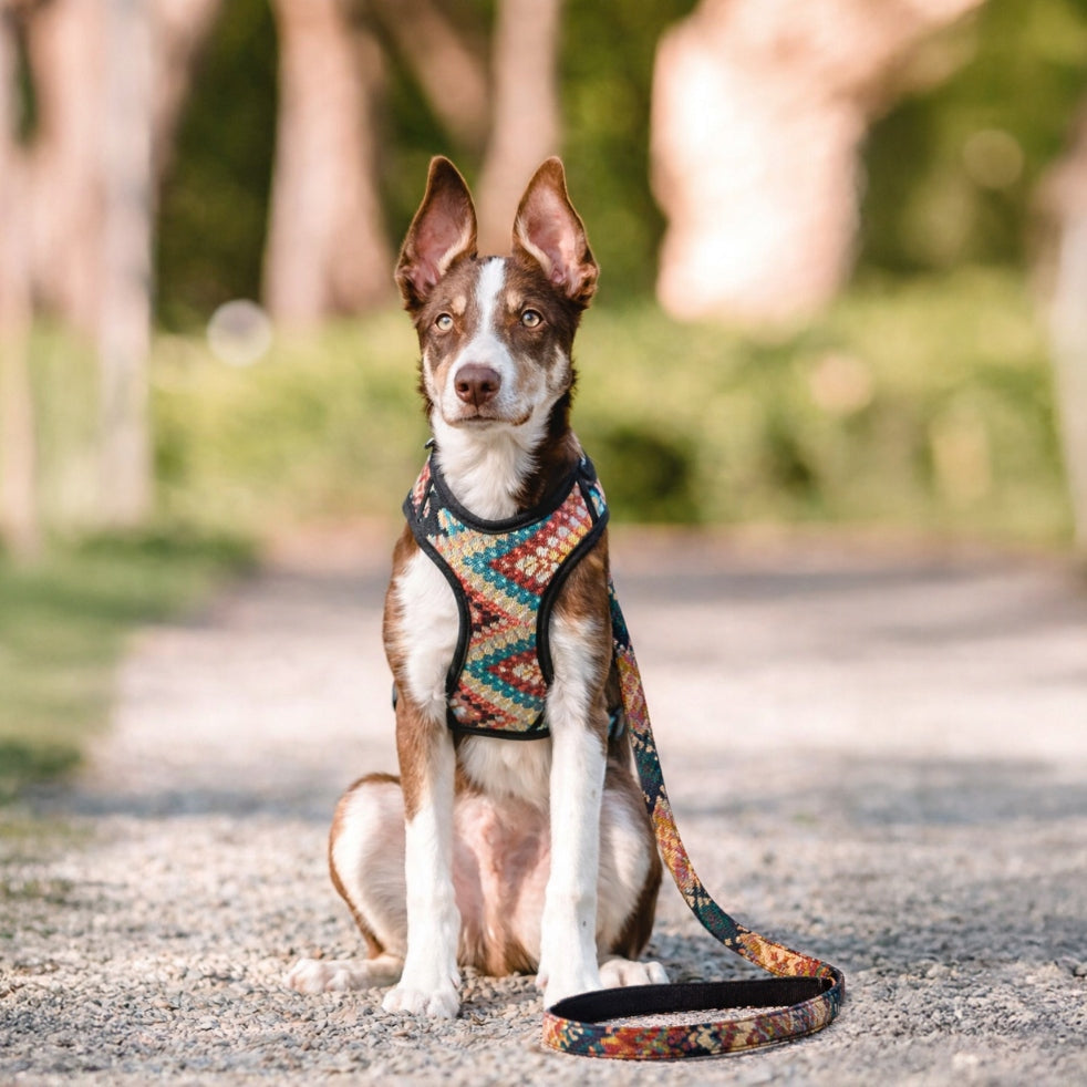 Boho Walking HARNESS Adjustable with Fabric for Dog BARRY KING 40-52cm Manufacturer code 5904479174093
