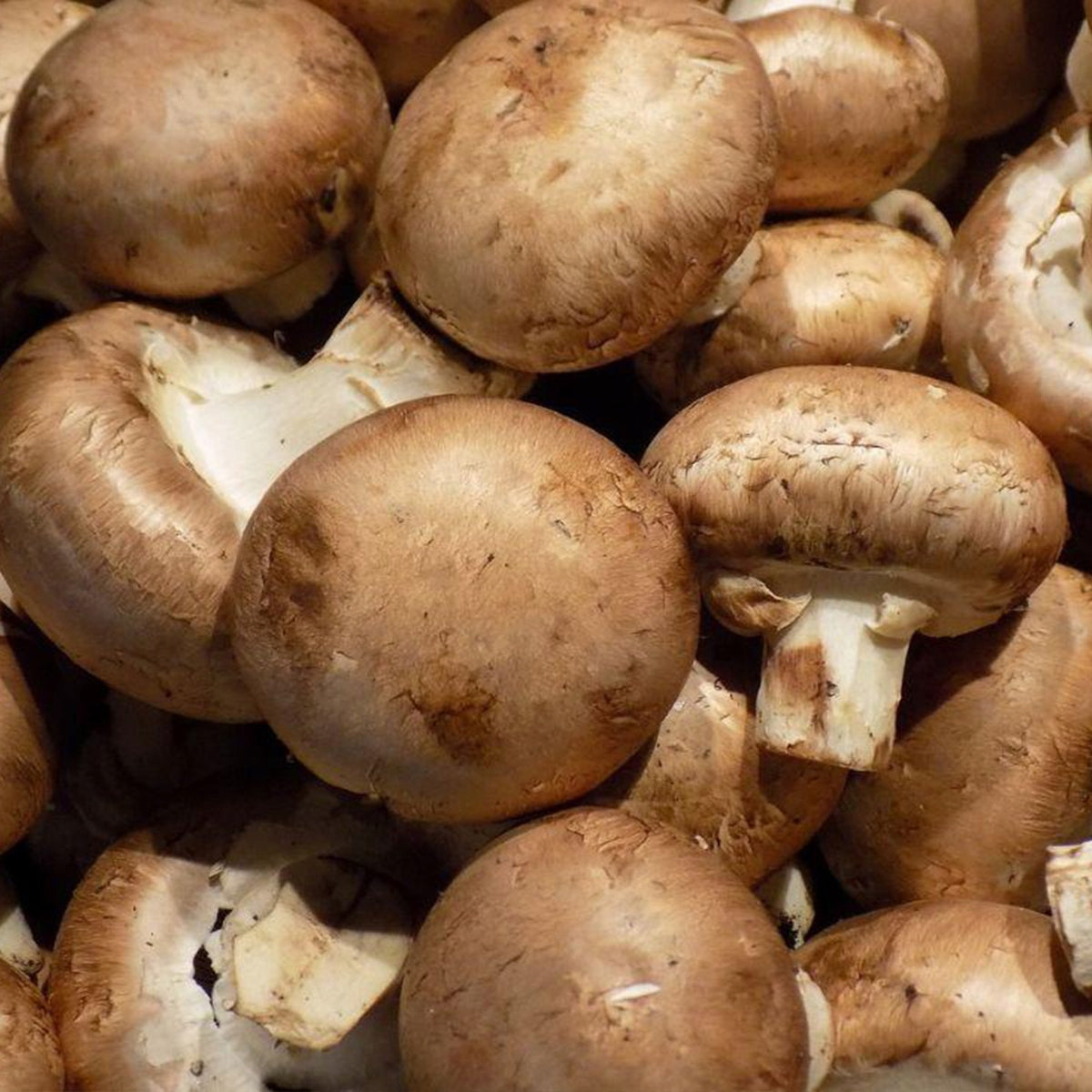 Brown Mushroom – Mushroom Grain 1L – Home-grown Mushroom Manufacturer Planto