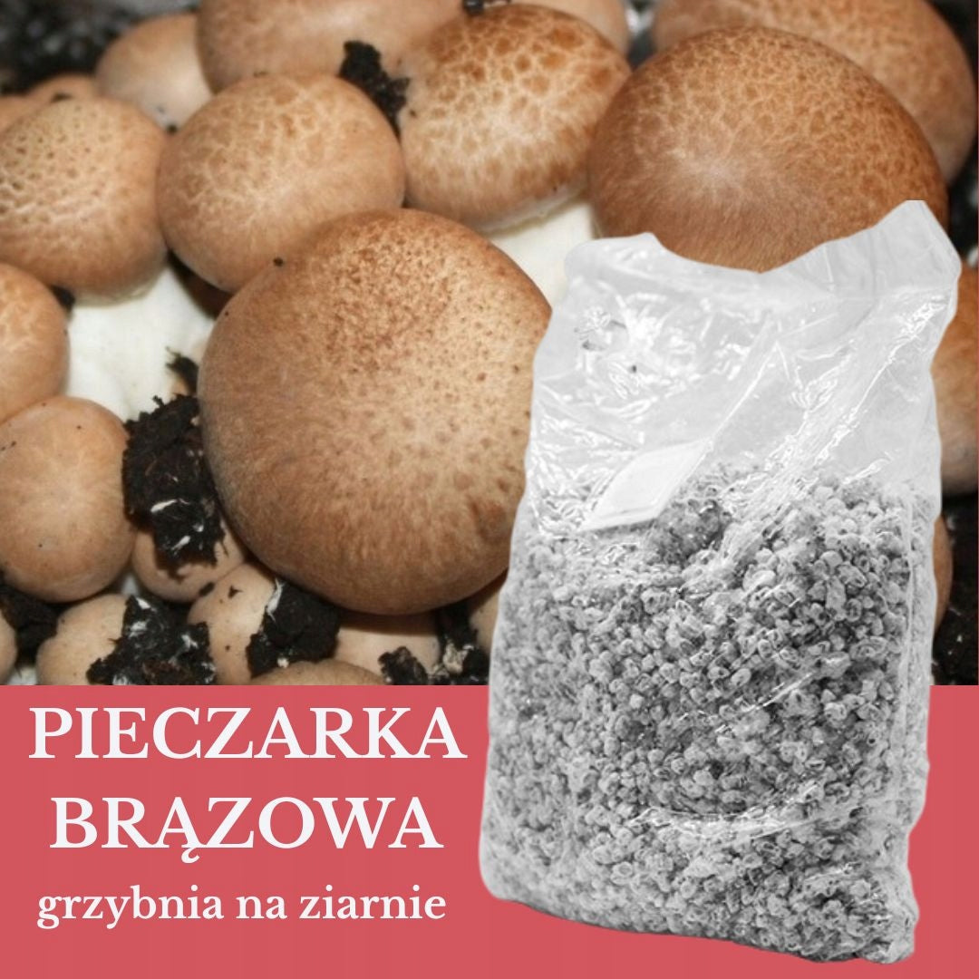Brown Mushroom – Mushroom Grain 1L – Home-grown Mushroom