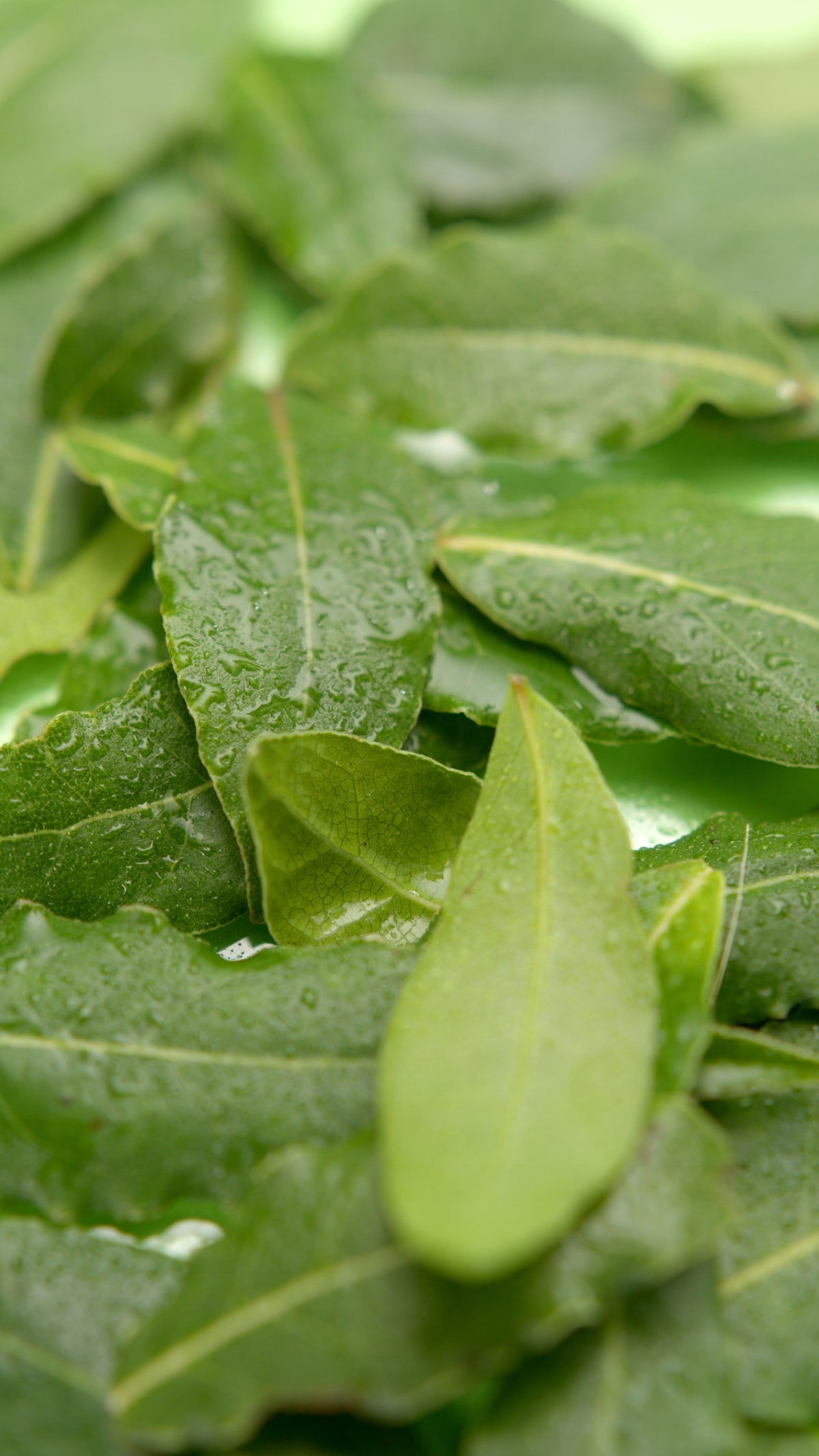 CAR FRAGRANCE CLEANTLE CAR MIST GREEN TEA Fragrance Mist Freshener Packaging status original