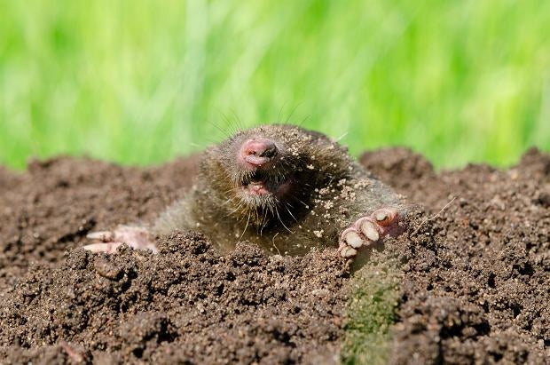 CARBIDE FOR MOLES VOLES DETERRENT GRANULES 1 kg GARDEN NORMAL AGENT Manufacturer code karbit1kg
