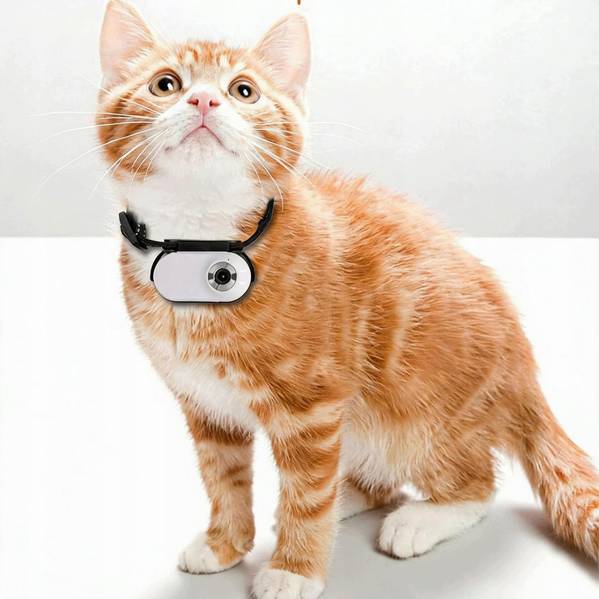CAT COLLAR CAMERA 1080P WIDE ANGLE 170° LIGHT AVAILABLE PLAYBACK Packaging status original