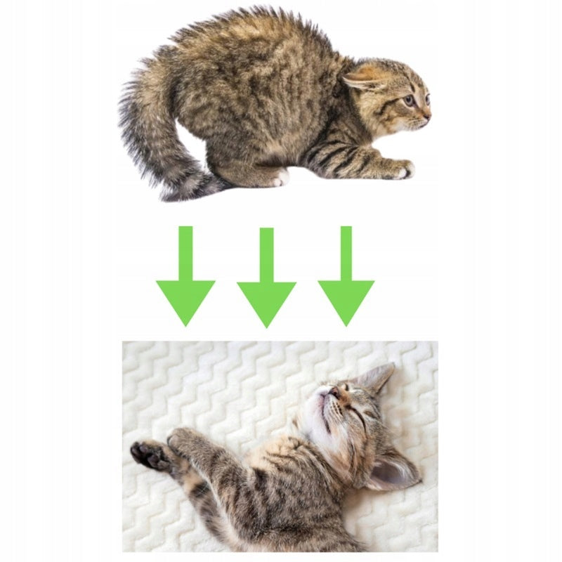 CAT COLLAR PHEROMONE CALMING 38CM ANTI-STRESS 60 DAYS OF ACTION Manufacturer code zhengu