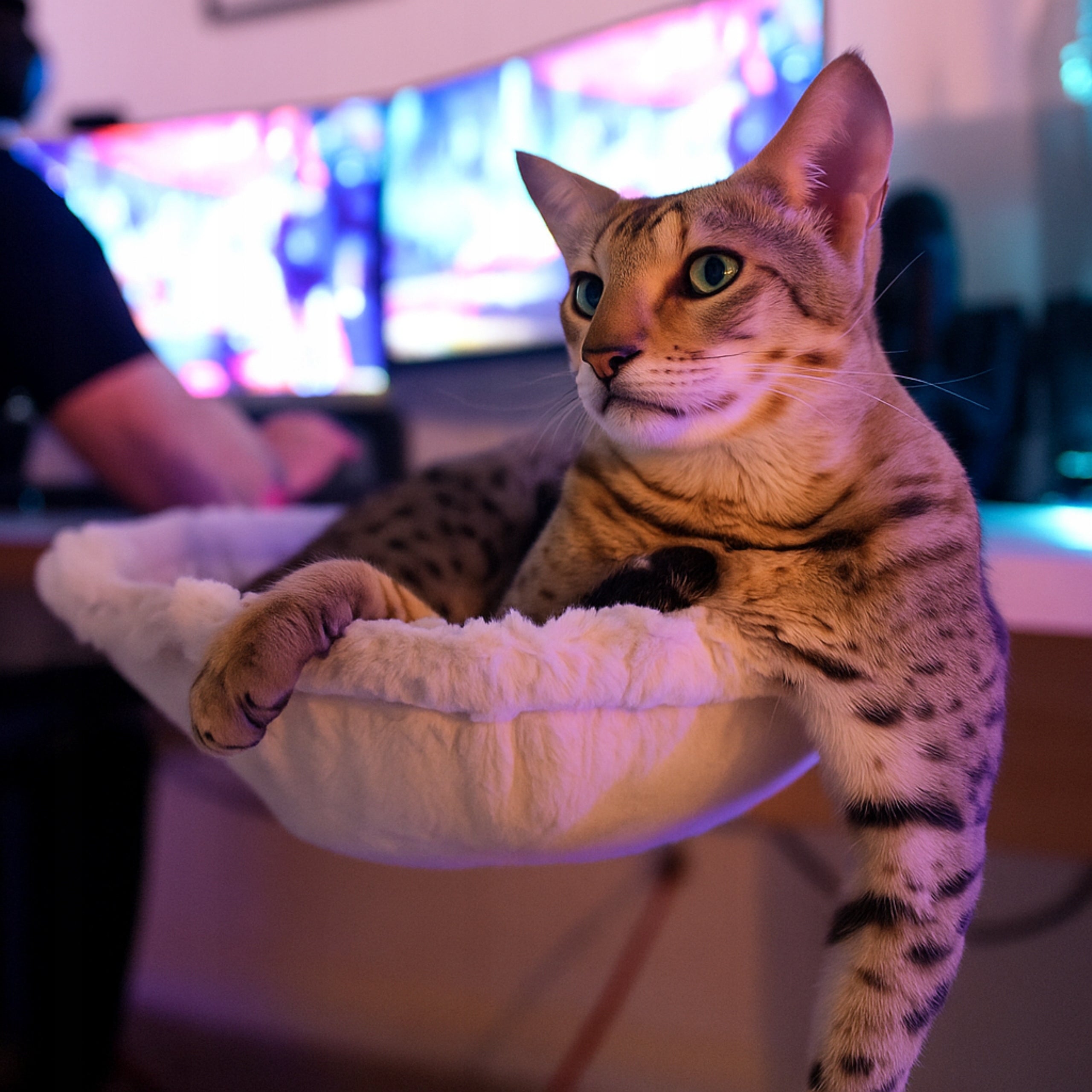 CAT HAMMOCK BED LARGE WHITE BASKET FOR ATTACHING TO THE DESK SIEMIEC Manufacturer code LEGOWISKO DLA KOTA
