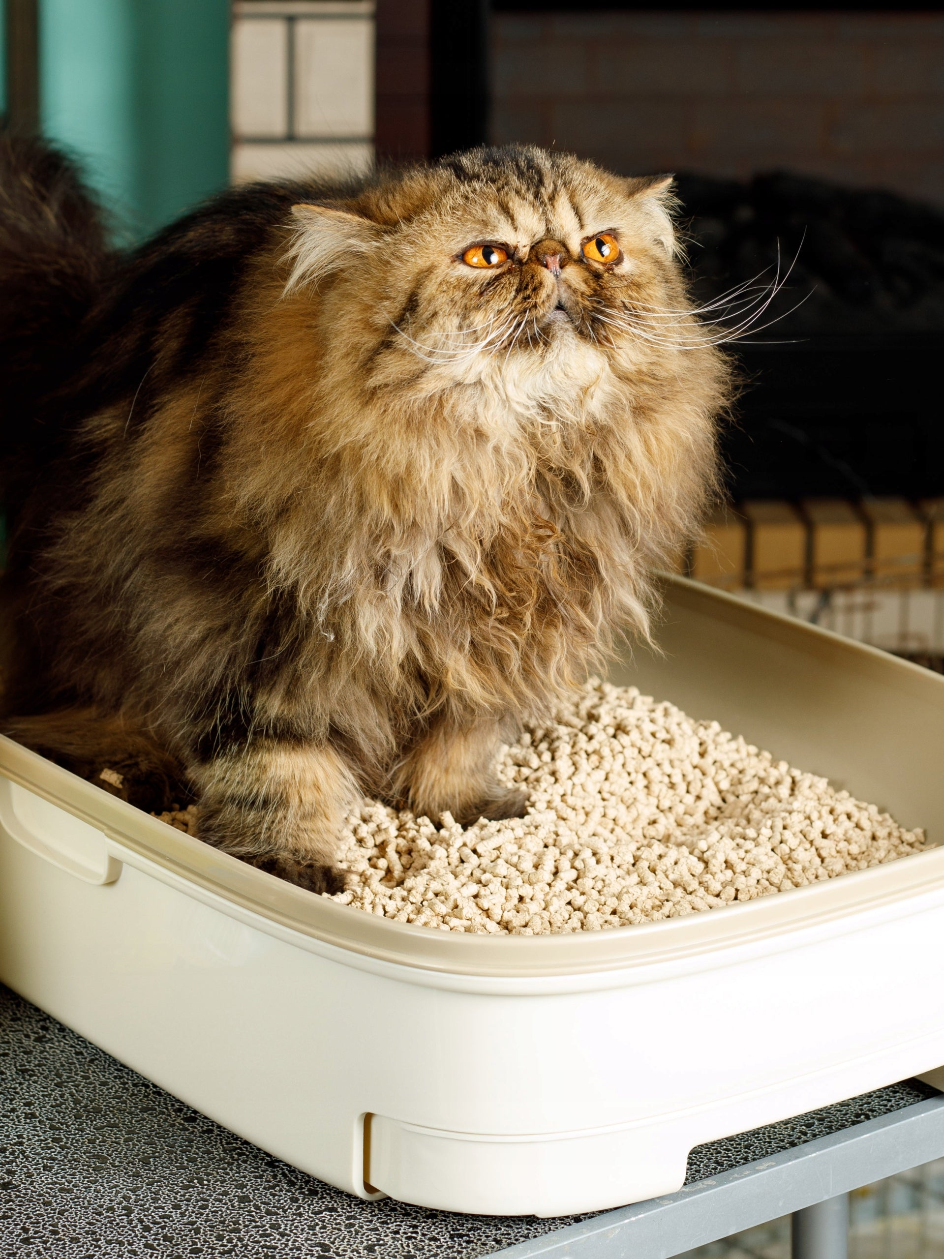 CAT LITTER HINOKI WHITE SCENTED CEDAR ANTIBACTERIAL 7L Volume 7 l