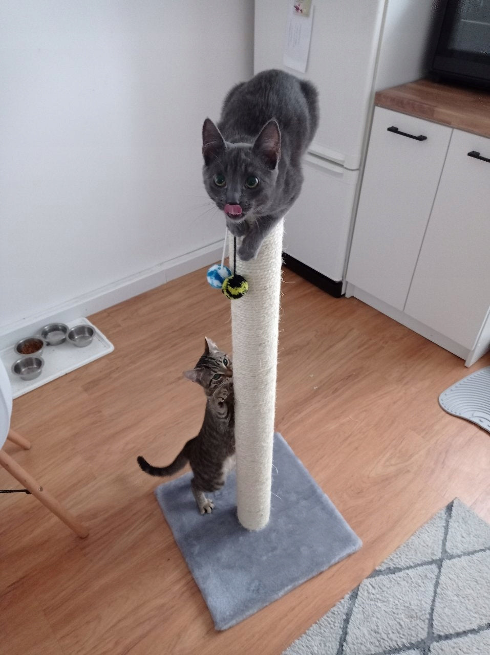 CAT SCRATCHER No. 03 , foot 100 cm , LARGE CAT Brand Dep-Mal