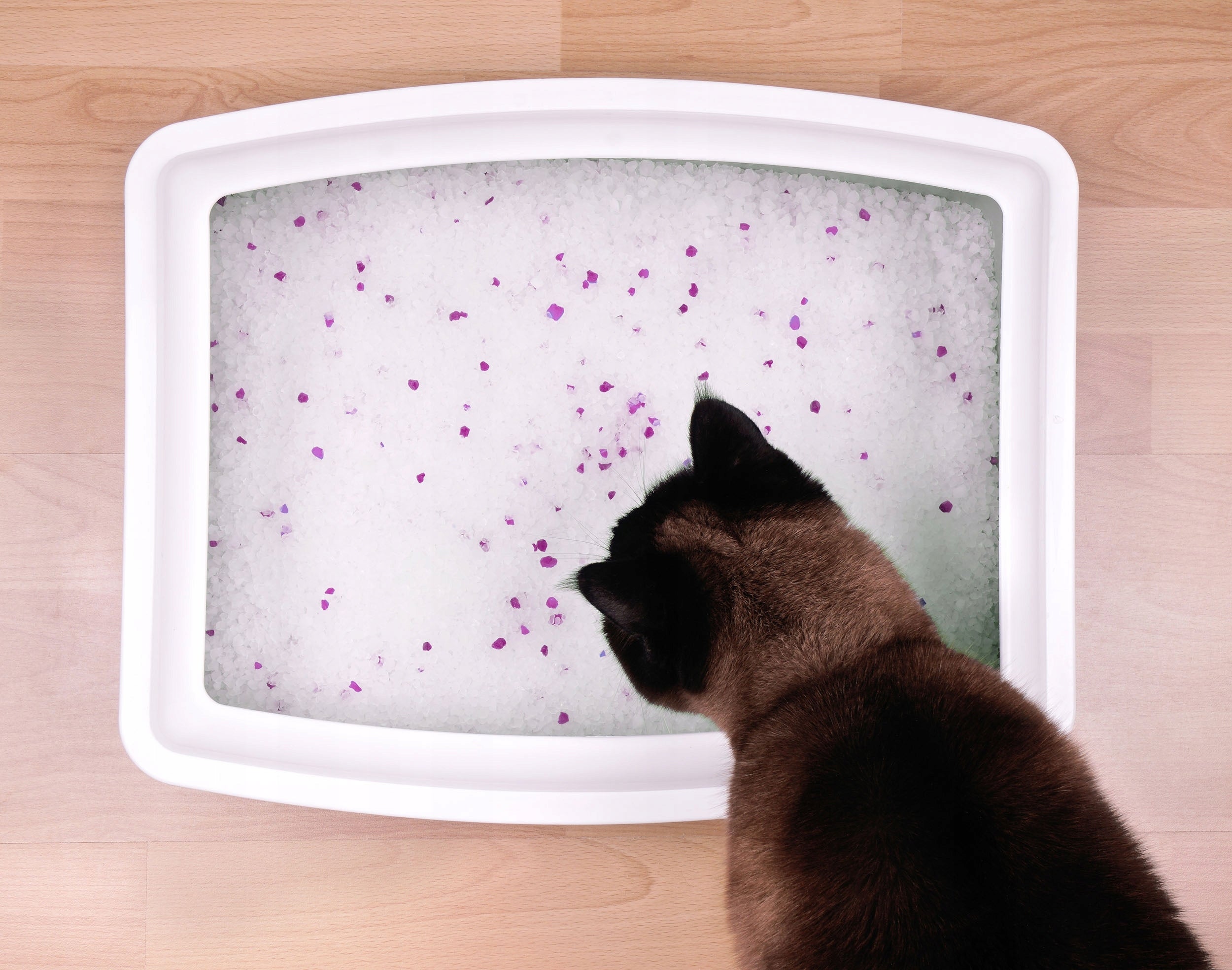CAT SILICONE LITTER EFFICIENT DUST-FREE ZWIERZOPASJA 5 x 3,8L Brand ZWIERZOPASJA