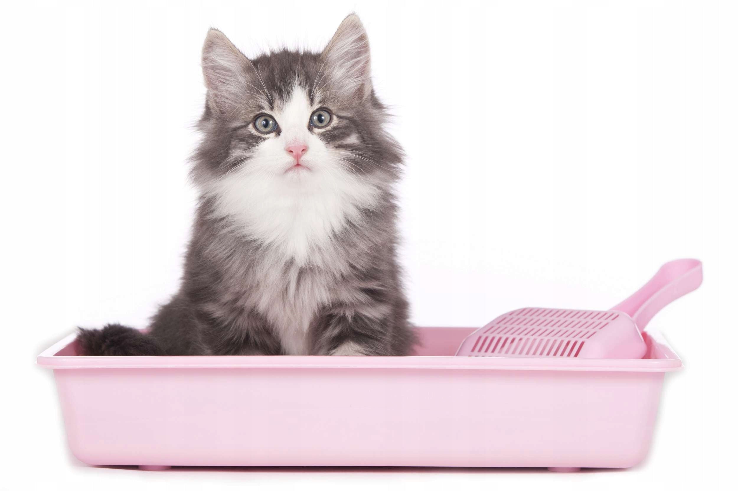 CAT SILICONE LITTER EFFICIENT DUST-FREE ZWIERZOPASJA 5 x 3,8L Product weight 7 kg