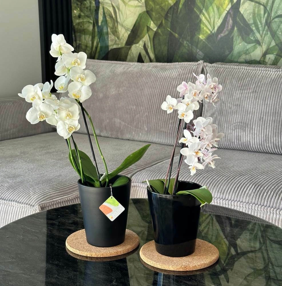 CERAMIC ORCHID FLOWER POT COVER 13cm, BLACK Brand Polnix