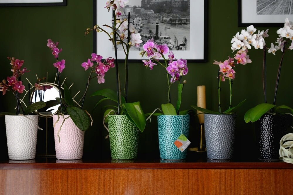 CERAMIC POT COVER ORCHID 13 x 15 cm BLACK Brand Polnix