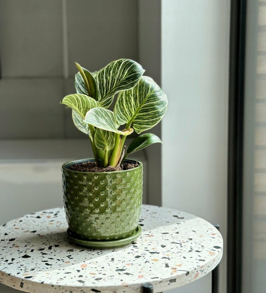 CERAMIC POT WITH STAND 15 x 14 cm GREEN Brand Polnix