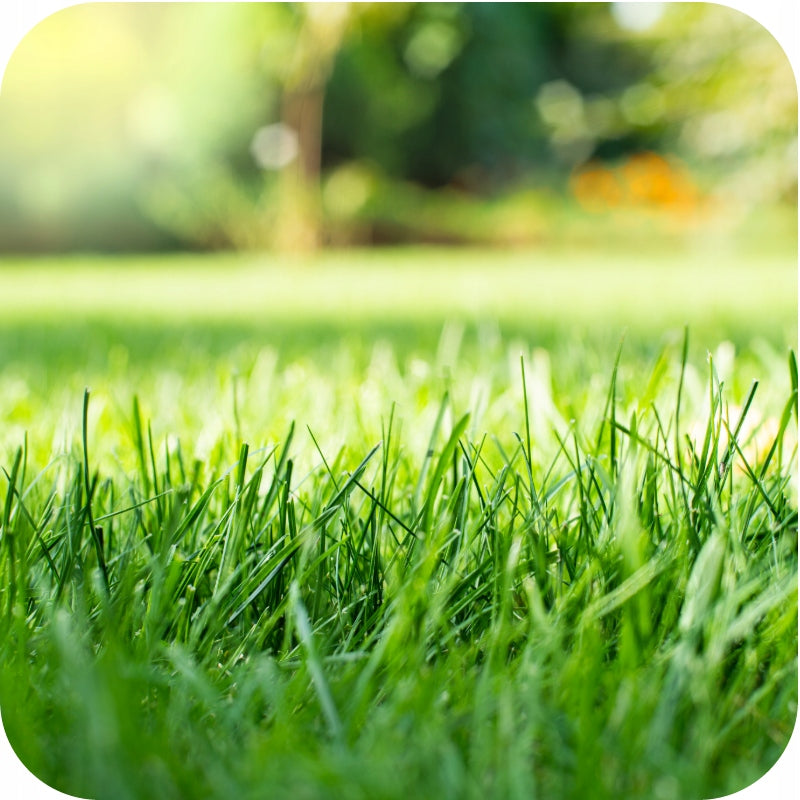 CHWASTOX weed killer for weeds in lawn WEEDS IN GRASS 200ml Manufacturer code oprysk chwastobójczy na chwasty w trawie