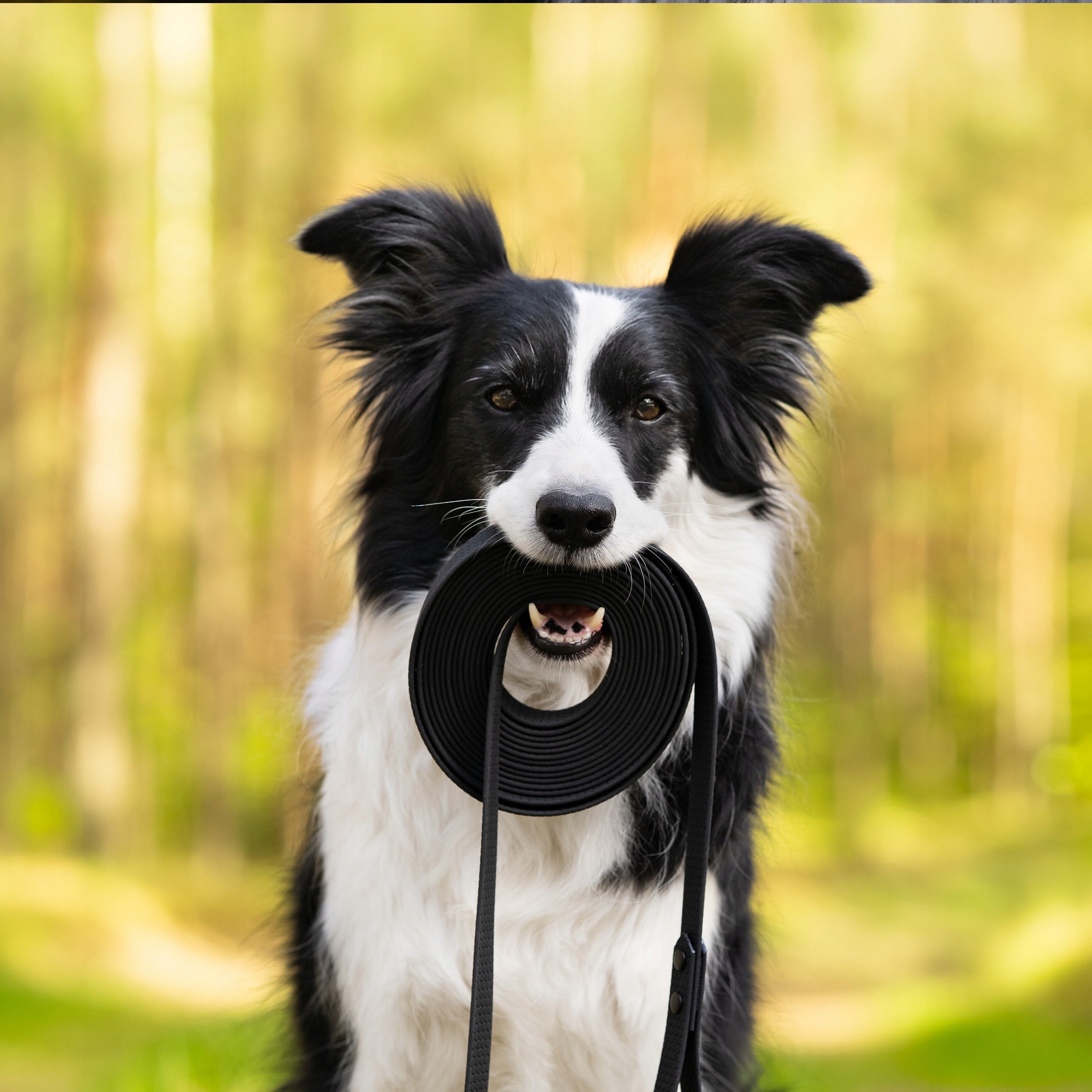 CITY LEASH FOR BIG DOG 5M. TRAINING ROPE FOR DOG. BLACK. HEXA Brand Hauki