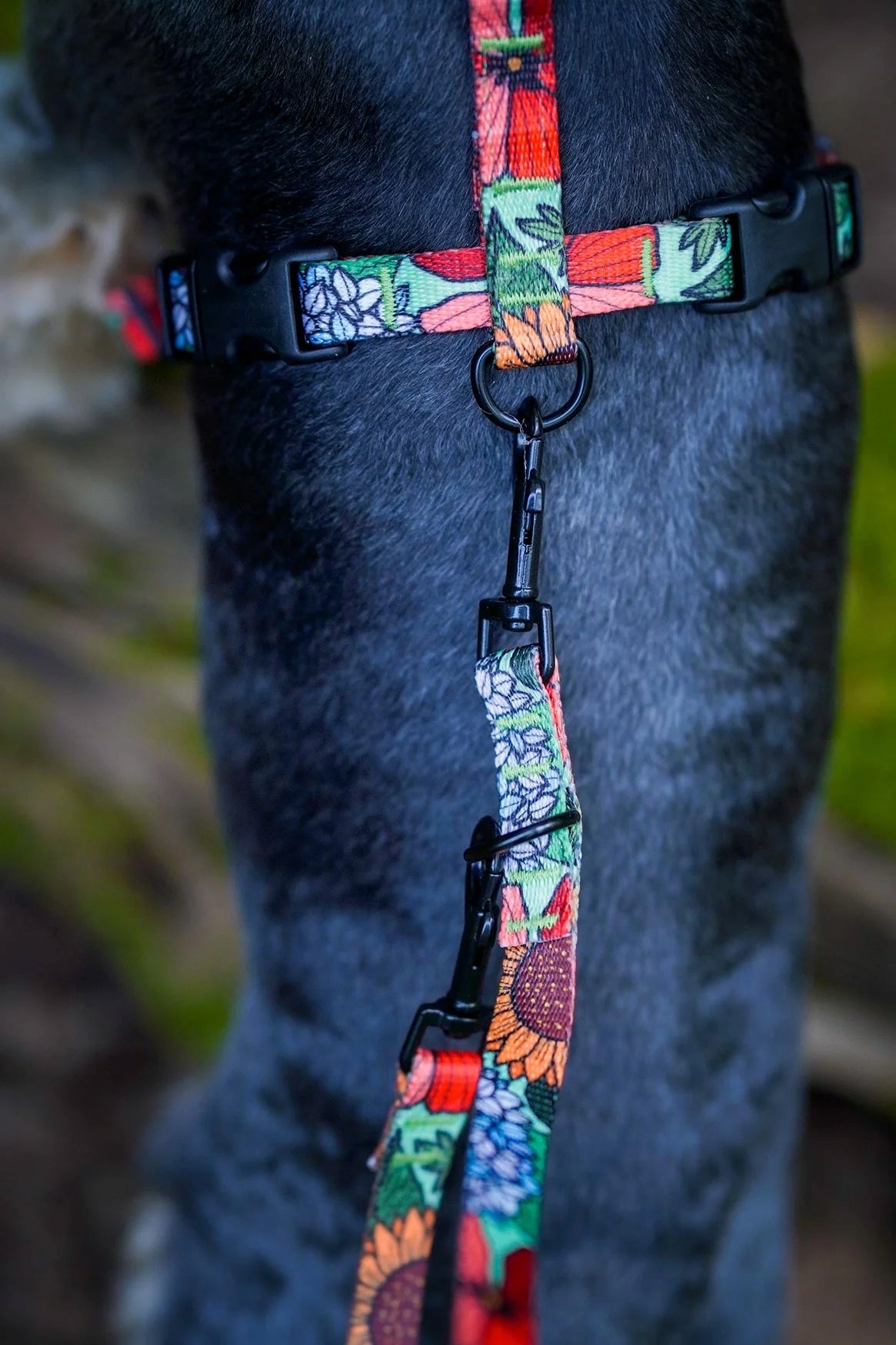 CITY LEASH medium dog up to 20 kg beagle pug boston terrier 180 cm Ukory Kind traditional