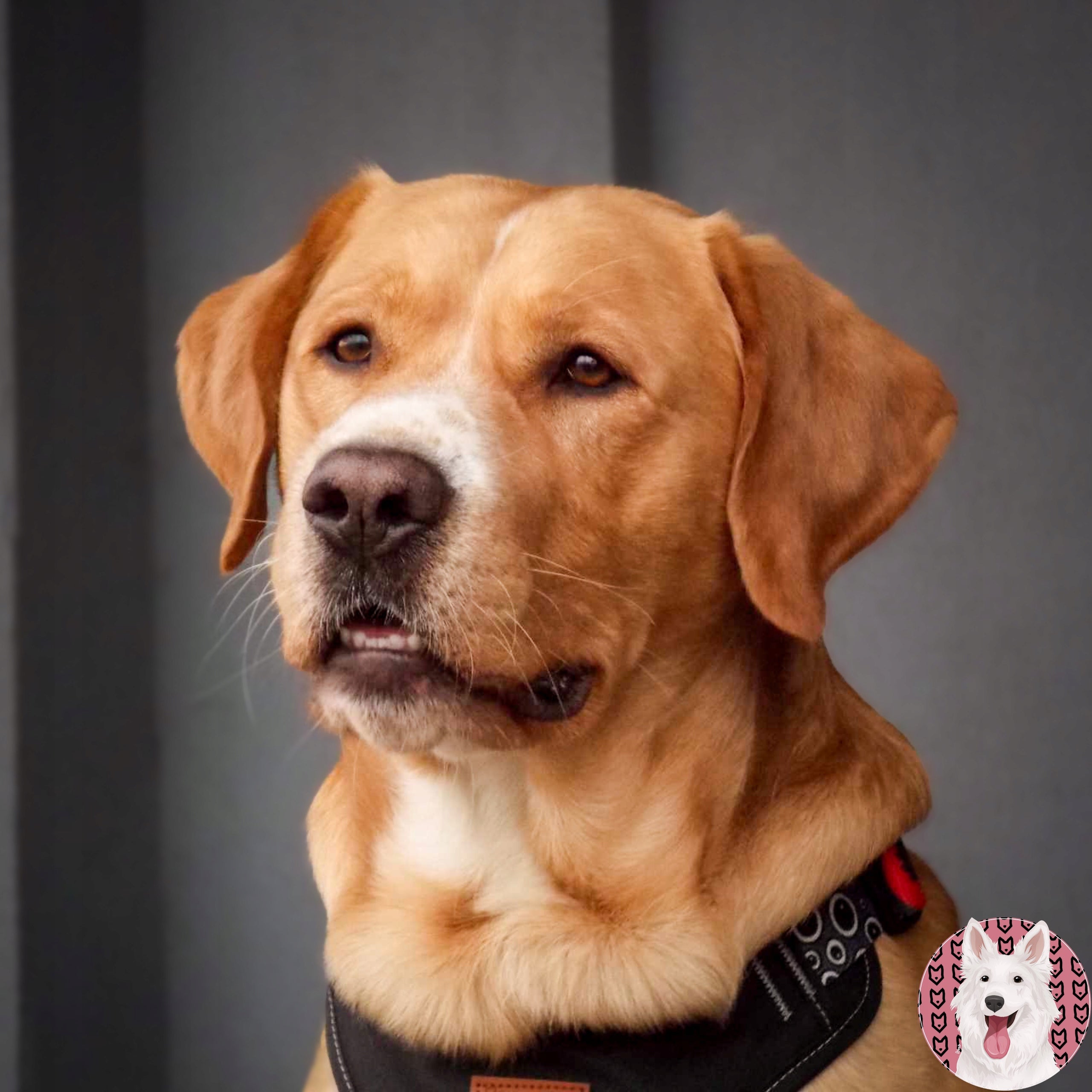 CITY leash large dog from 20kg doberman rottweiler dog 180 cm Ukory BLACK Kind traditional