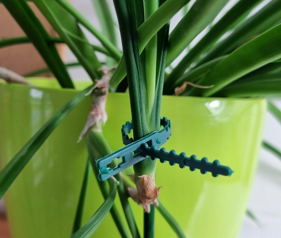 CLAMP for attaching PLANTS to supports x10 Number of pieces 10 pcs