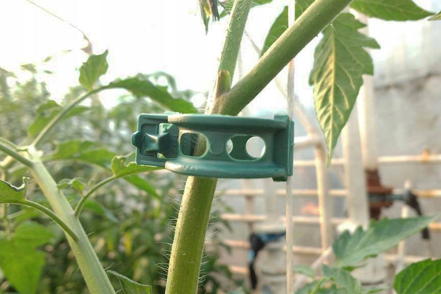 CLAMPS PLANT CLIPS FIXING TOMATO SHOOT STEAKS 100 PCS FOR BEANS Manufacturer code Klipsy do mocowania roślin spinania kwiatów